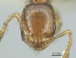 Image de Monomorium monomorium Bolton 1987