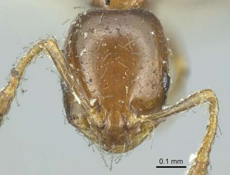 Image of Monomorium monomorium Bolton 1987