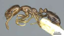 Image de Monomorium monomorium Bolton 1987