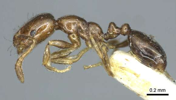 Image of Monomorium monomorium Bolton 1987