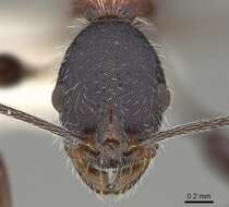 Image of Temnothorax bermudezi