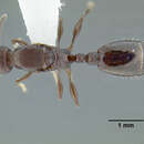 Image de <i>Temnothorax fuscatus</i>