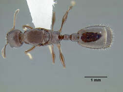 Image of <i>Temnothorax fuscatus</i>