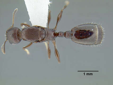 Image de <i>Temnothorax fuscatus</i>