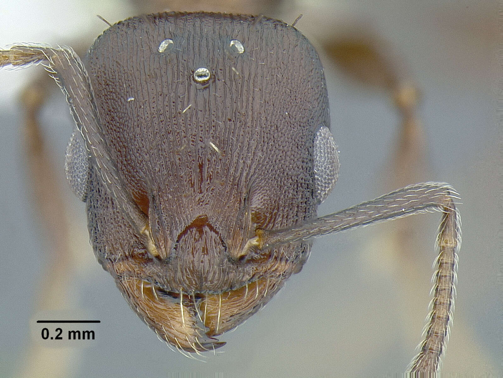 Image of <i>Temnothorax fuscatus</i>