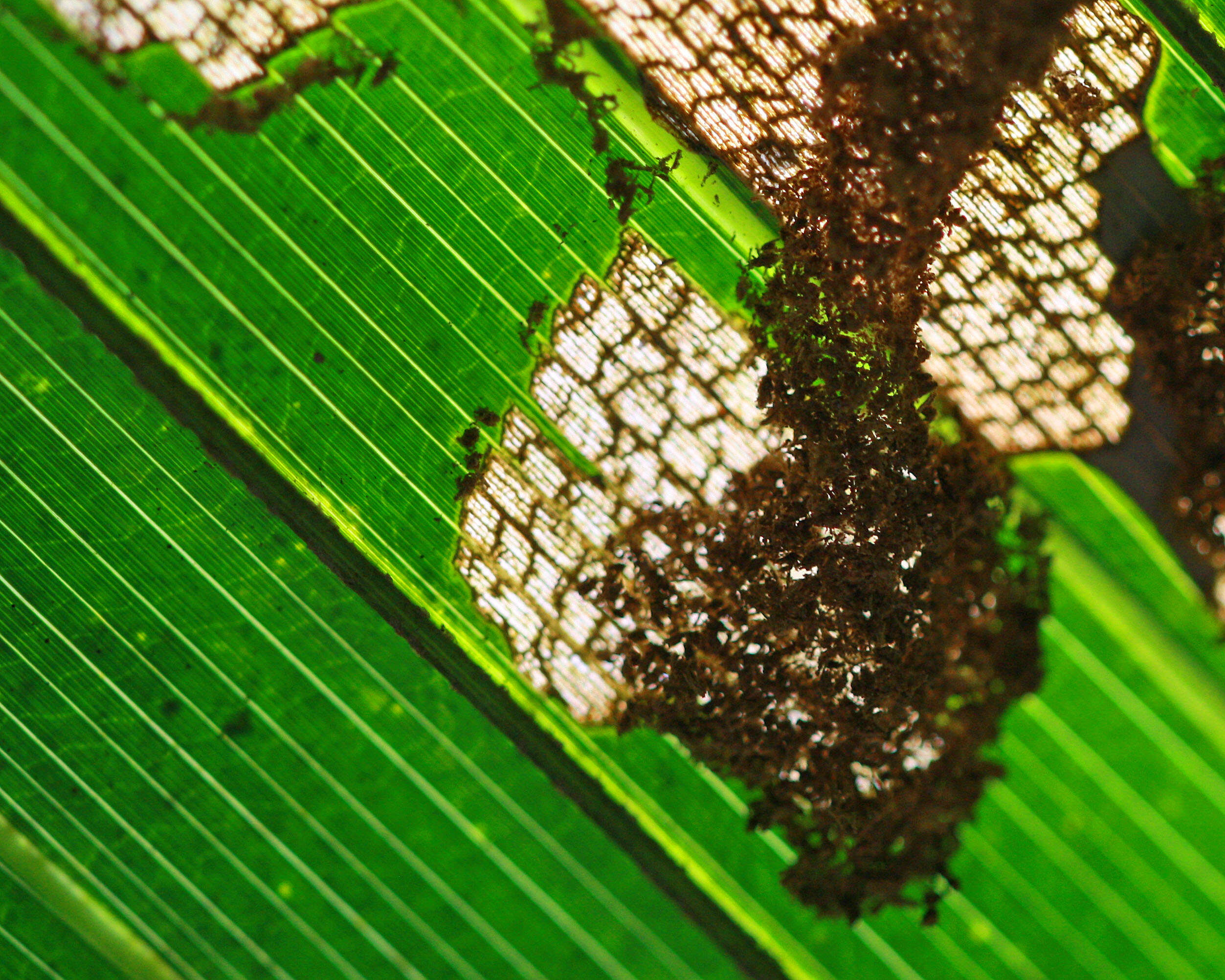 Image of Palm Leaf Skeletonizer