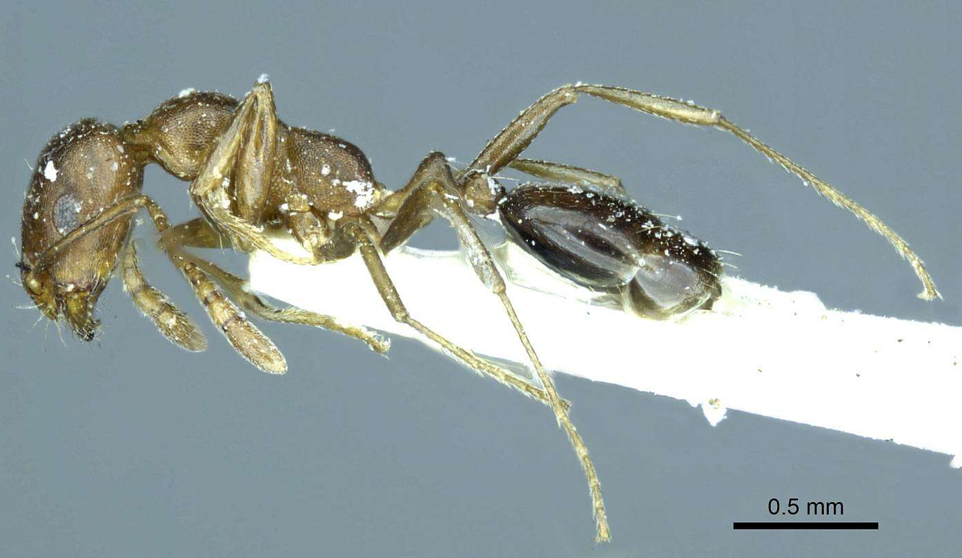 Imagem de Monomorium subopacum (Smith 1858)