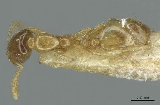 Image of Monomorium orientale Mayr 1879