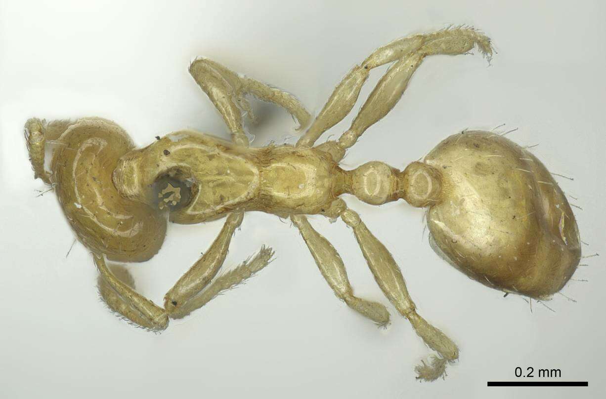 Image of Monomorium braunsi Mayr 1901