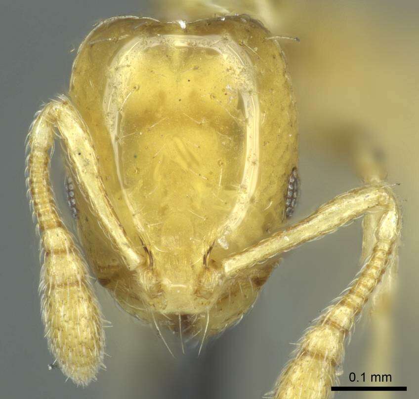 Image of Monomorium braunsi Mayr 1901