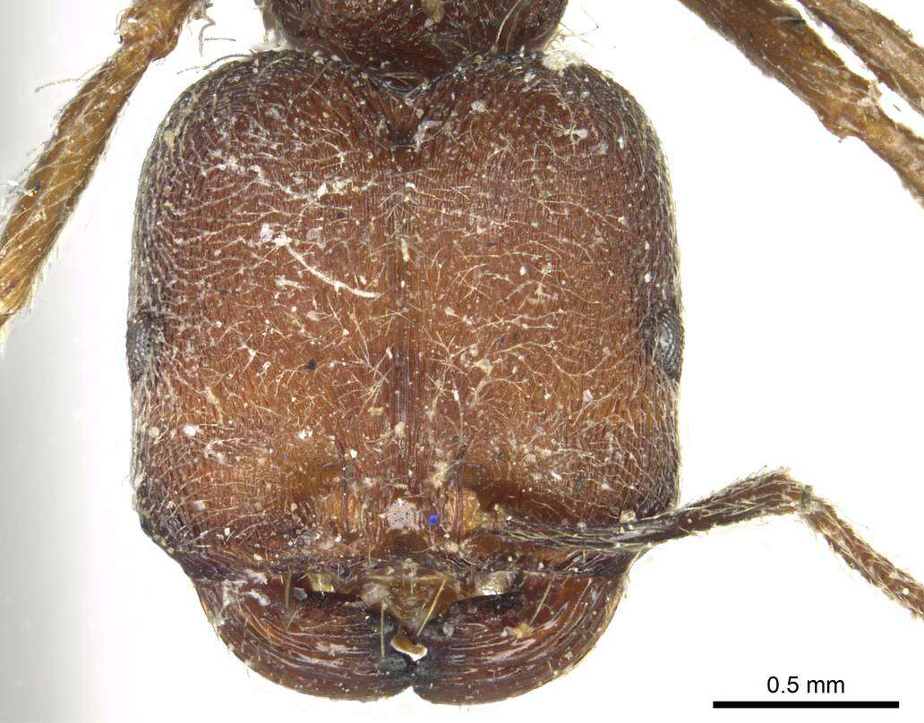 Image of <i>Trichomyrmex scabriceps</i>