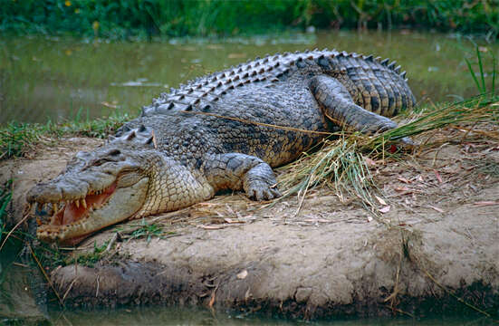 Image de Crocodile d'estuaire