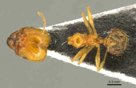 Image of Pheidole pallidula (Nylander 1849)