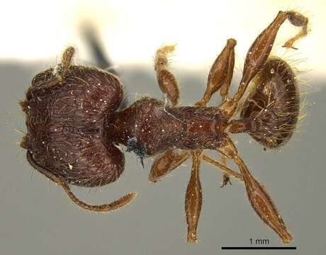 Pheidole brevicona Mayr 1887的圖片