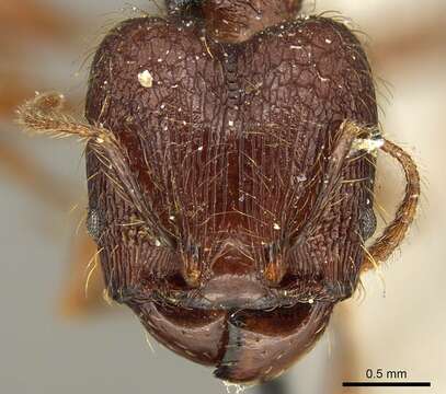 Pheidole brevicona Mayr 1887的圖片