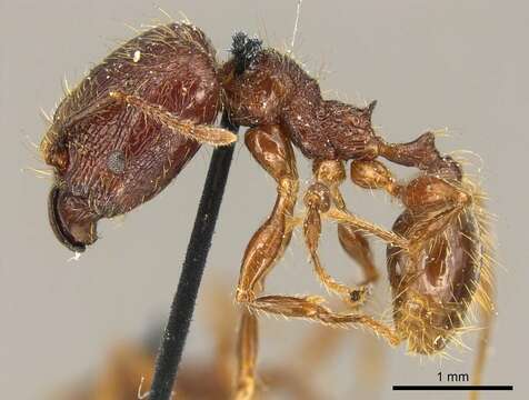 Pheidole brevicona Mayr 1887的圖片