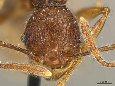 Pheidole brevicona Mayr 1887的圖片