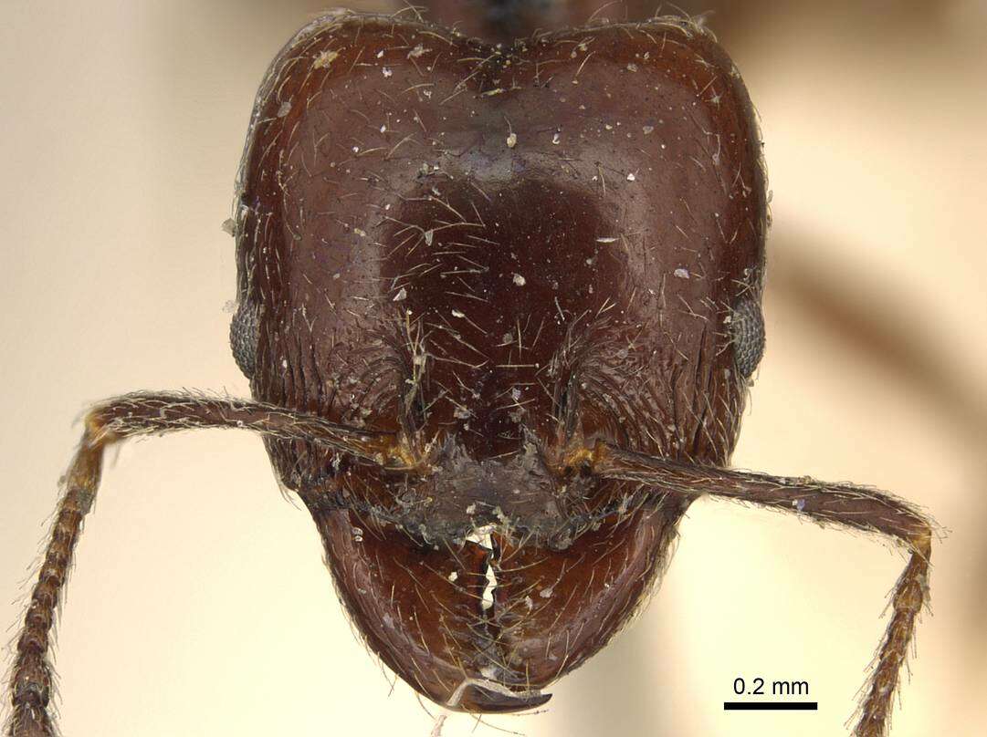 Image of Pheidole cameroni Mayr 1887