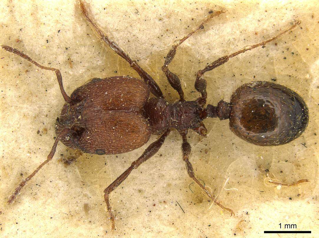 Image of Pheidole fallax Mayr 1870