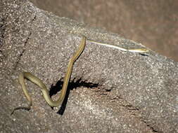 صورة Dendrelaphis calligaster (Günther 1867)