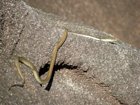 Sivun Dendrelaphis calligaster (Günther 1867) kuva