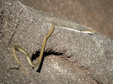 Image of Solomons treesnake