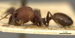 Image of Pheidole fallax Mayr 1870