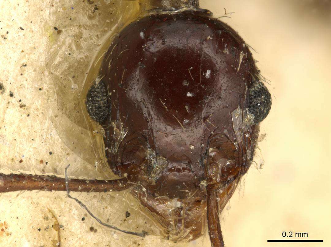 Image of Pheidole fallax Mayr 1870