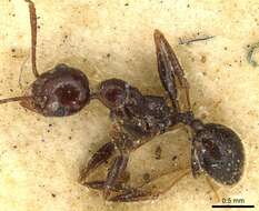 Image of Pheidole fallax Mayr 1870