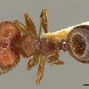 Image of Pheidole obtusopilosa Mayr 1887