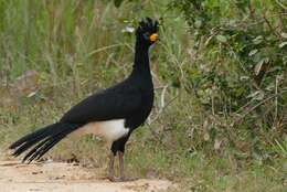 Image of Bare-faced Curassow