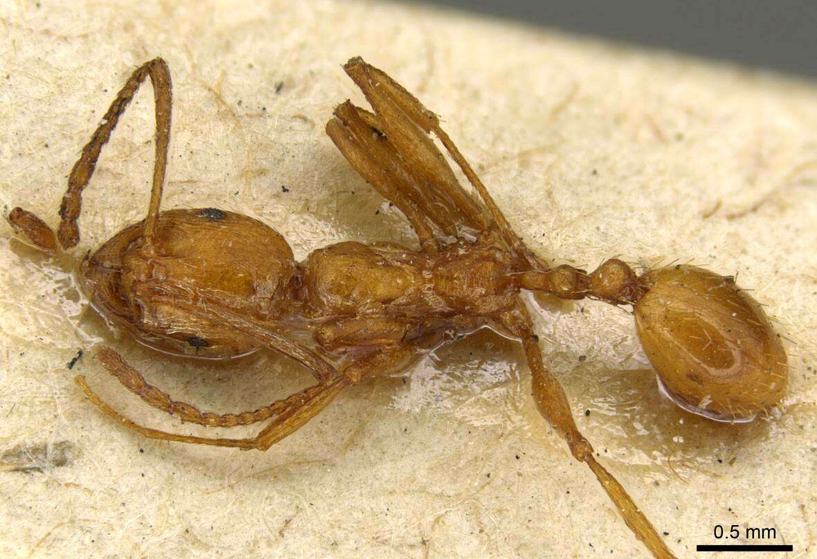 Image of Aphaenogaster crocea Andre 1881