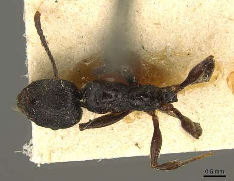 Aphaenogaster obsidiana Mayr 1861的圖片