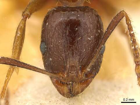 Image of Aphaenogaster occidentalis (Emery 1895)