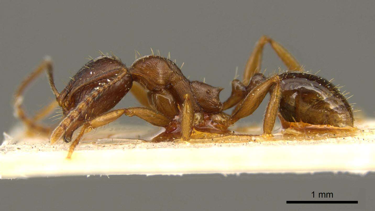 Image of Aphaenogaster occidentalis (Emery 1895)