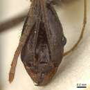 Image of Aphaenogaster rhaphidiiceps (Mayr 1877)