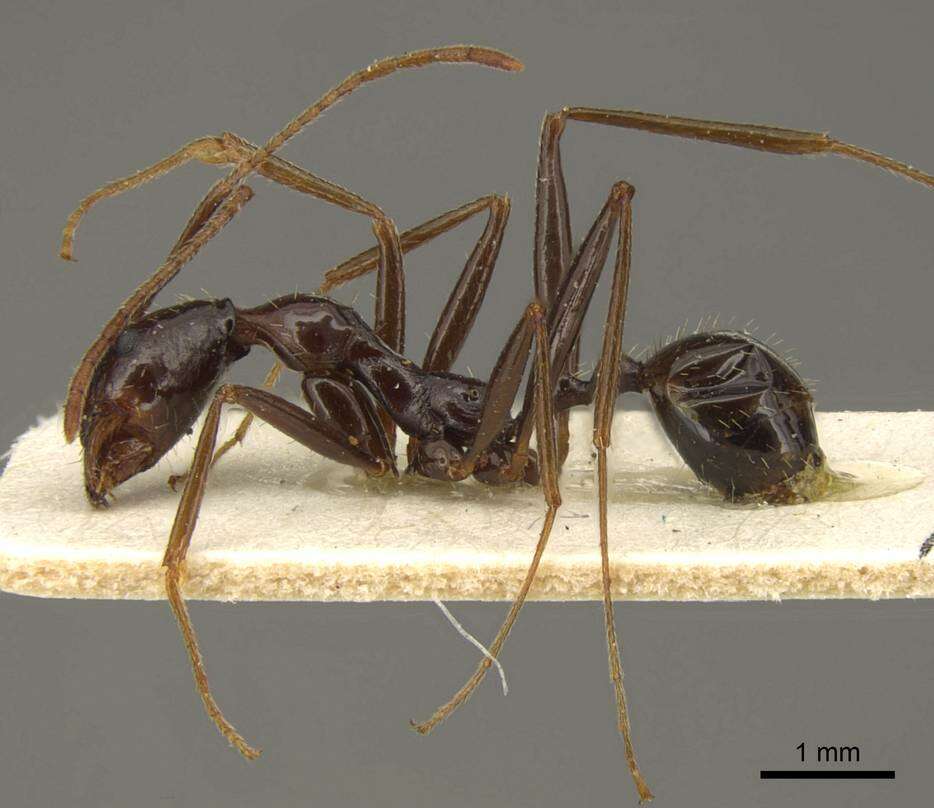 Image of Aphaenogaster rhaphidiiceps (Mayr 1877)