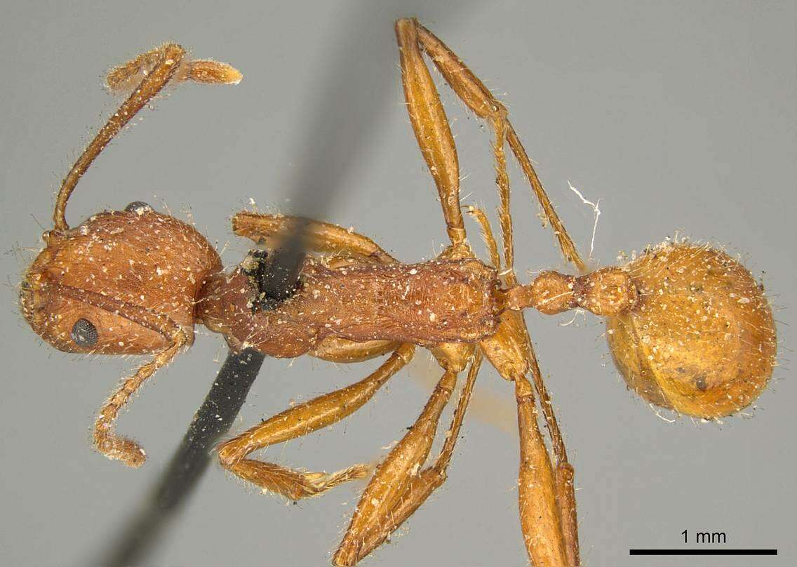 Imagem de Aphaenogaster sardoa Mayr 1853