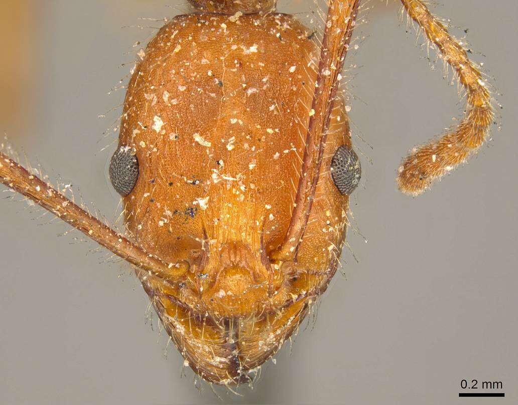 Imagem de Aphaenogaster sardoa Mayr 1853