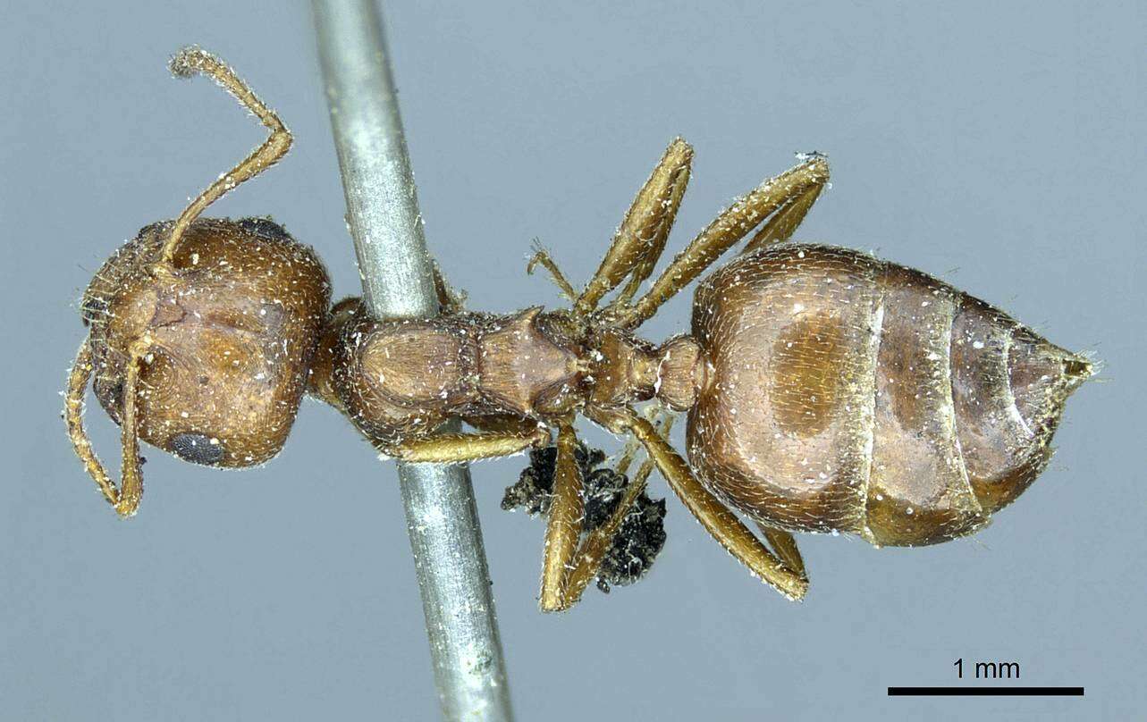 Image of Crematogaster aegyptiaca Mayr 1862