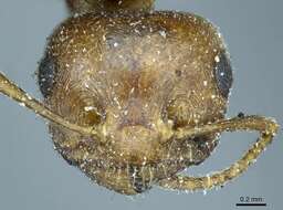 Image of Crematogaster aegyptiaca Mayr 1862