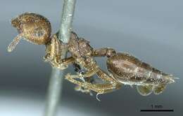 Image of Crematogaster aegyptiaca Mayr 1862