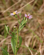 Image of Marsh American-Aster