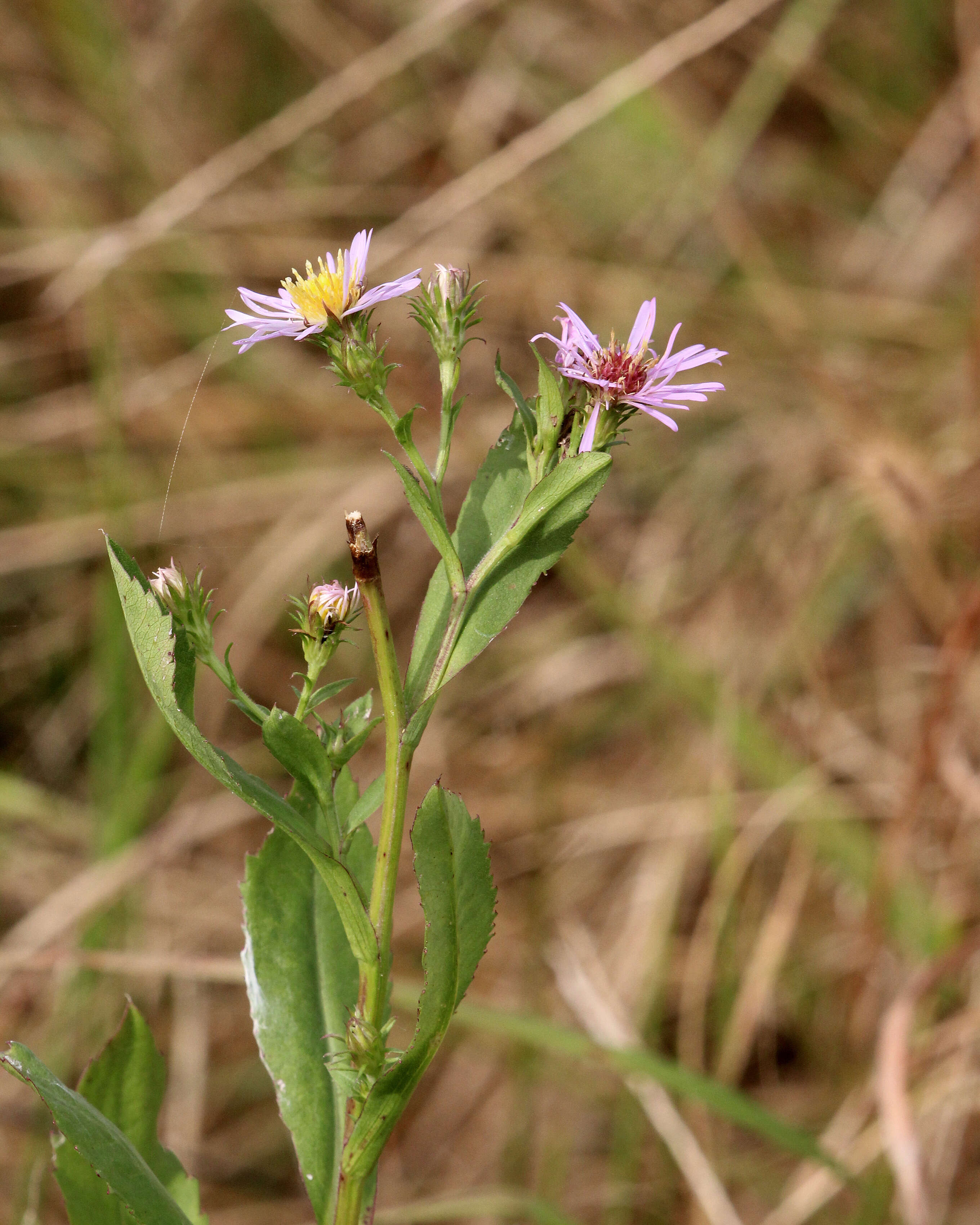 Image of Marsh American-Aster