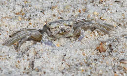 Image of Atlantic Ghost Crab