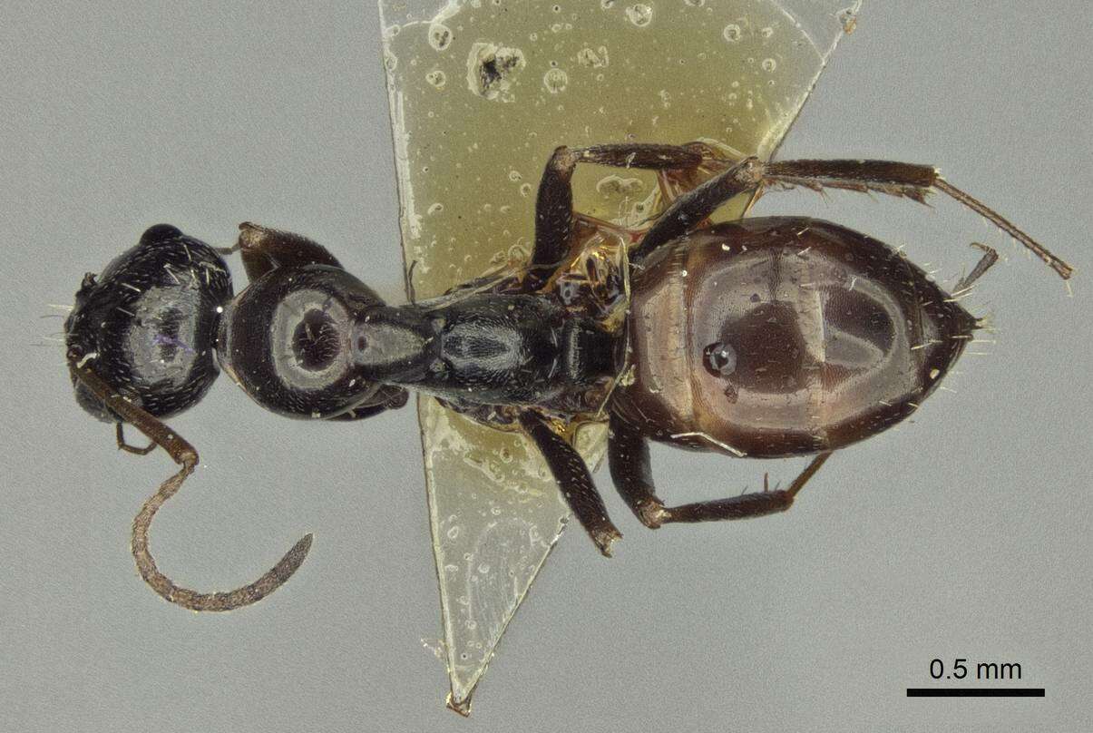 Image of Proformica splendida Dlussky 1965