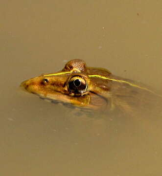 Image of Bull Frog