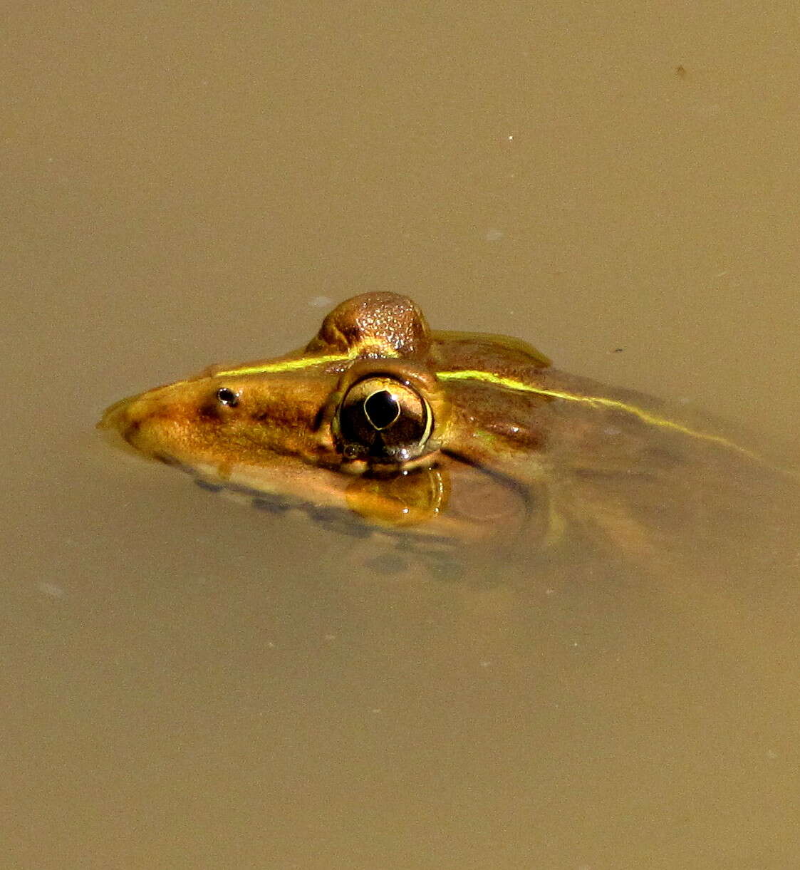 Image of Bull Frog