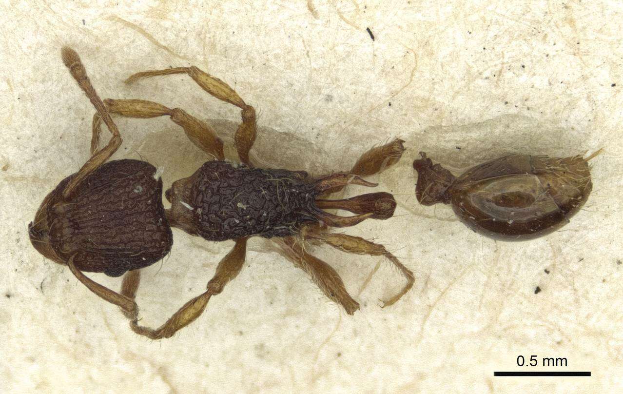 Image of Tetramorium curvispinosum Mayr 1897