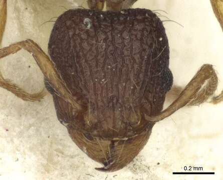 Image of Tetramorium curvispinosum Mayr 1897